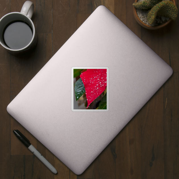 Poinsettia with raindrops by mariola5